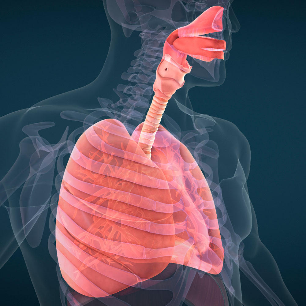 Ilustração 3D do sistema respiratório humano, destacando pulmões, traqueia e vias aéreas superiores em um corpo transparente.