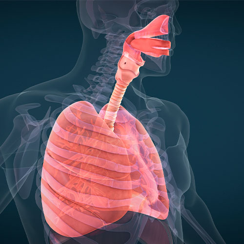 Ilustração 3D do sistema respiratório humano, destacando pulmões, traqueia e vias aéreas superiores em um corpo transparente.